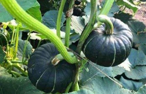 威海吃瓜网红是谁啊,她是如何成为当地热门话题的？”  第1张